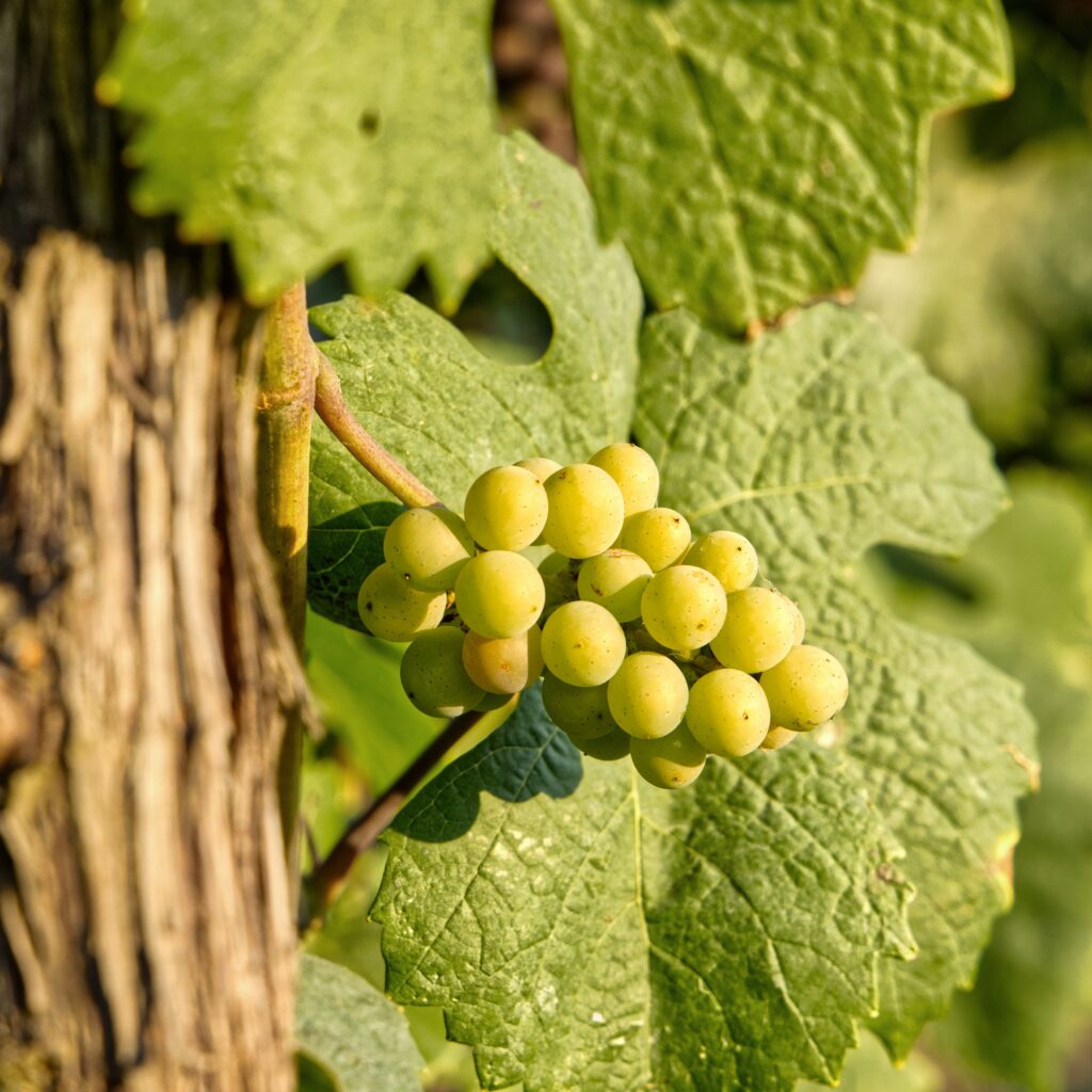 White grapes